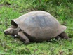 Galapagos Jättesköldpadda